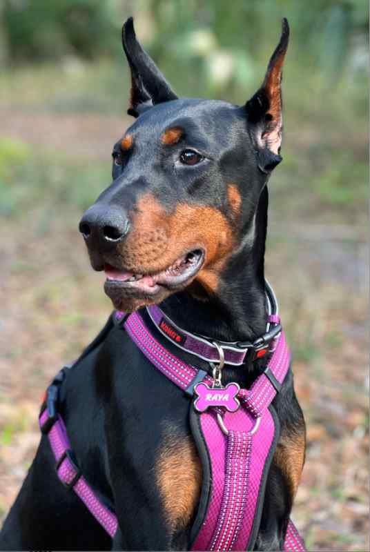 TRADE - 100% FULL European Doberman Protection Dog